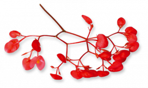 plante de Koppert Cress, exposant au salon professionnel HORECALPES
